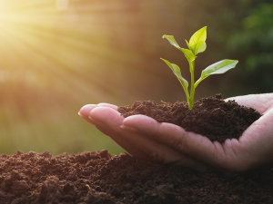 Sowing seeds that grow